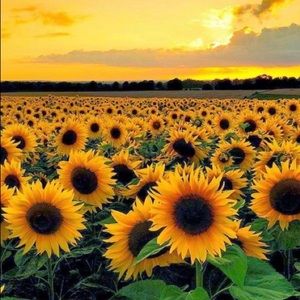 Meet your Posher, Fiona